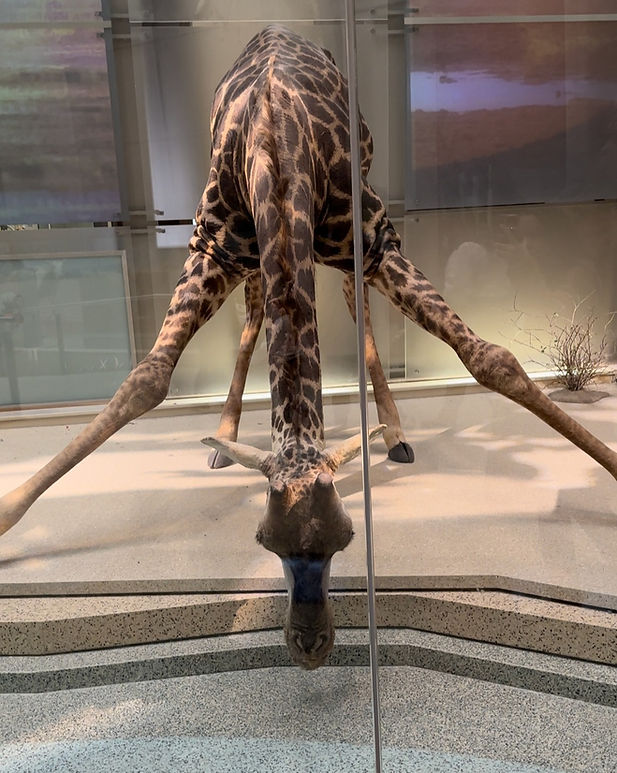 giraffe drinking water