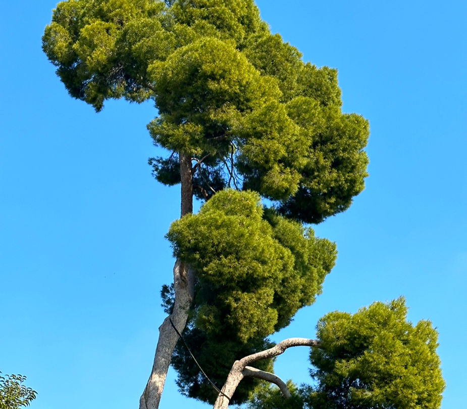  umbrella pine tree madrid casa de campo park