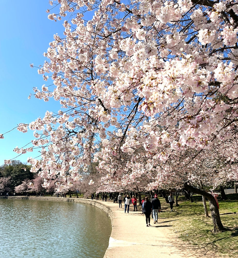 Cherry Blossoms in peak bloom on tidal basin washington DC 2023