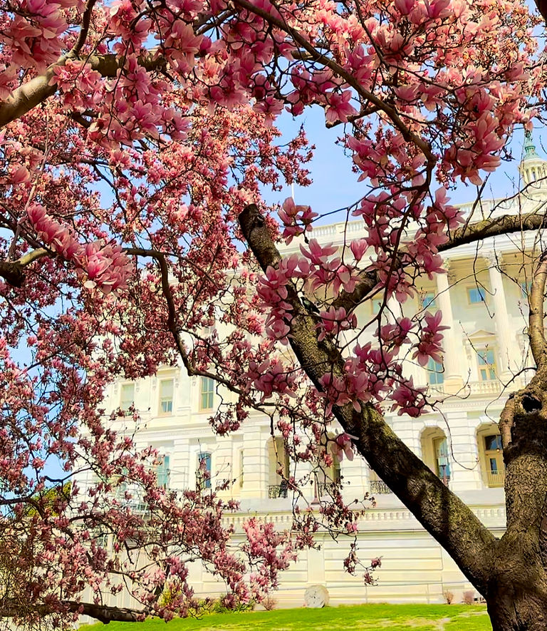   Magnolia's at the US Capitol Grounds  