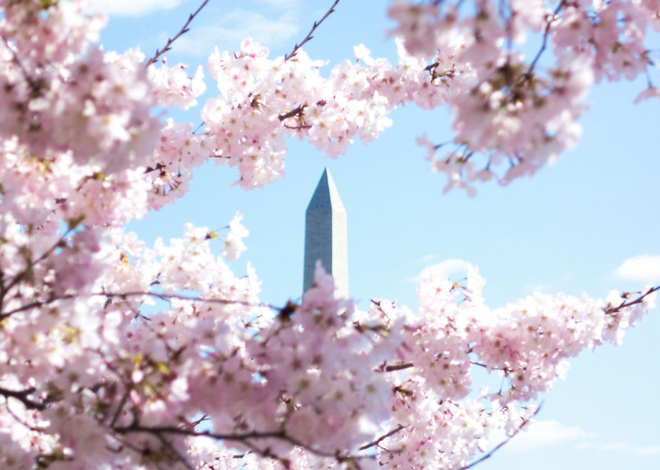 Ultimate Washington DC Cherry Blossoms 2025 Guide