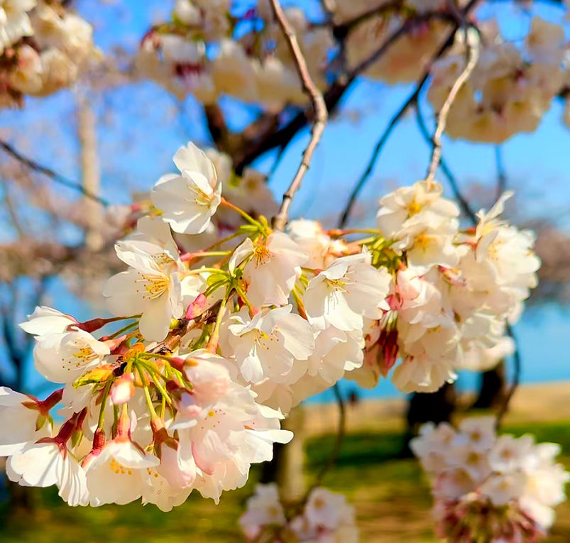 cherry blossoms peak bloom washington DC