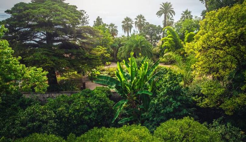 Lush garden with tall palm trees and various green foliage under a bright sky. Pathway winds through the serene, vibrant setting.