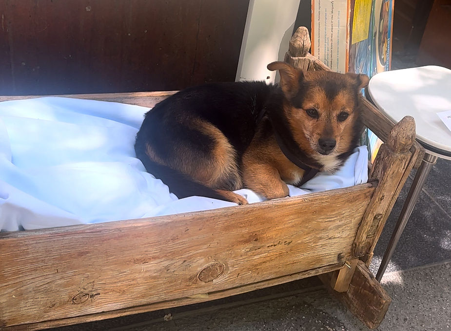 cute dogs in madrid spain