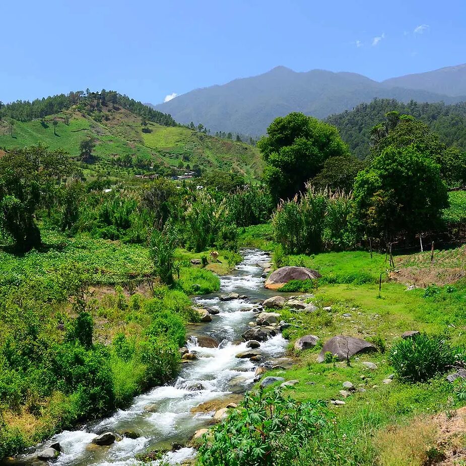 tiny river running along lush green mountain