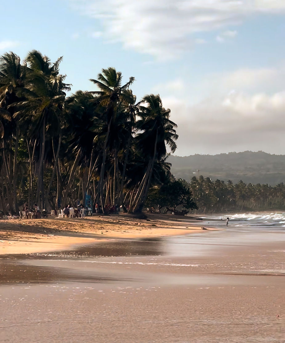 La entrada beach dominican, hundreds of palm trees on the beach, mountains in the background