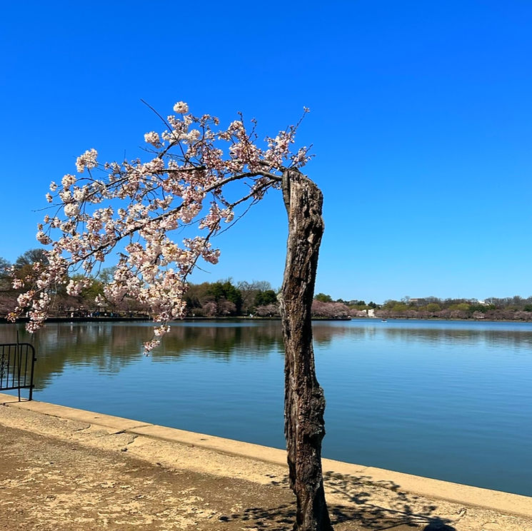 Tidal Basin cherry blossom abstract tree washington DC