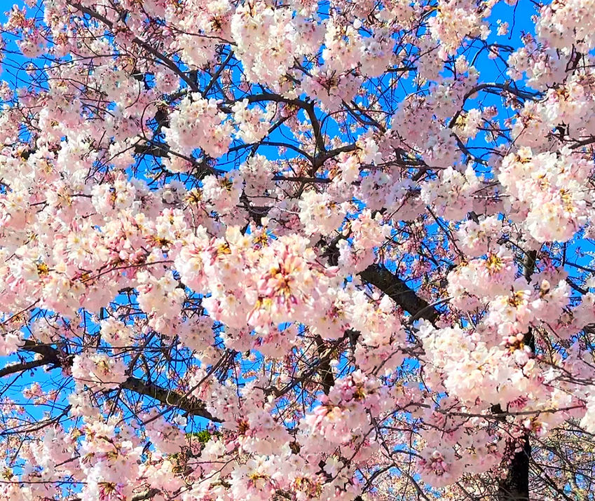 when is peak bloom cherry blossoms in washington DC 2025