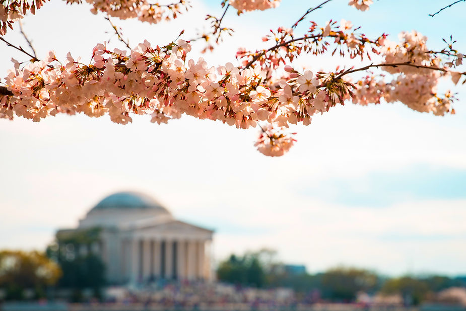 Pink cherry blossoms in focus with a blurred domed building in the background under a blue sky, creating a serene springtime scene.