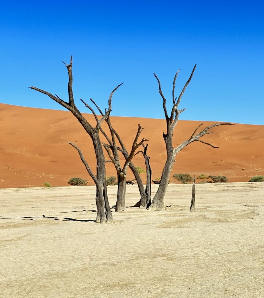 Deadvlei trees in Namibia desert