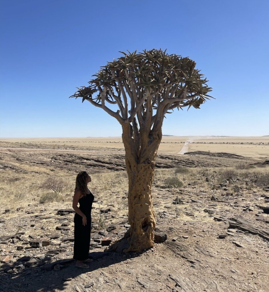 Solo quiver tree on C14 Namibia 