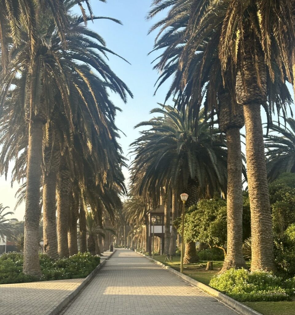 walkway lined with massive palm trees on each side
